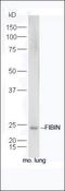 Fin Bud Initiation Factor Homolog antibody, orb183690, Biorbyt, Western Blot image 