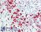 Protein Wnt-4 antibody, LS-B10945, Lifespan Biosciences, Immunohistochemistry frozen image 