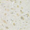 Proton myo-inositol cotransporter antibody, 24-019, ProSci, Immunohistochemistry frozen image 