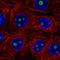 SERTA Domain Containing 3 antibody, HPA068262, Atlas Antibodies, Immunofluorescence image 