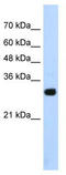 Protein SOX-15 antibody, TA343646, Origene, Western Blot image 