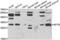 HAP3 antibody, LS-C346341, Lifespan Biosciences, Western Blot image 