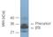 Proteasome Subunit Beta 11 antibody, BML-PW1020-0100, Enzo Life Sciences, Western Blot image 