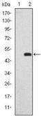 Disks large-associated protein 1 antibody, NBP2-37582, Novus Biologicals, Western Blot image 