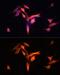 ST2 antibody, GTX64385, GeneTex, Immunofluorescence image 