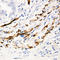 C-X-C Motif Chemokine Ligand 13 antibody, PA1430, Boster Biological Technology, Immunohistochemistry frozen image 