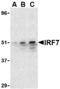 Interferon Regulatory Factor 7 antibody, AHP1180, Bio-Rad (formerly AbD Serotec) , Western Blot image 