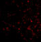 DNA-binding protein SATB2 antibody, 4629, ProSci, Immunofluorescence image 