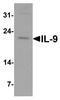 Interleukin 9 antibody, TA326661, Origene, Western Blot image 
