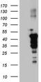 Cytoplasmic protein NCK2 antibody, M04036, Boster Biological Technology, Western Blot image 