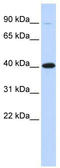 Zinc finger protein 42 homolog antibody, TA341525, Origene, Western Blot image 