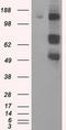 PAS domain-containing serine/threonine-protein kinase antibody, LS-C114899, Lifespan Biosciences, Western Blot image 