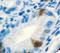 Gastrin antibody, LS-C348454, Lifespan Biosciences, Immunohistochemistry paraffin image 