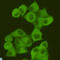 FAS antibody, LS-C812964, Lifespan Biosciences, Immunocytochemistry image 
