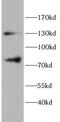 Frizzled Class Receptor 3 antibody, FNab10446, FineTest, Western Blot image 