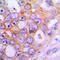 CHM Like Rab Escort Protein antibody, LS-C351996, Lifespan Biosciences, Immunohistochemistry frozen image 