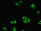 Histone H2A-Bbd type 1 antibody, LS-C395731, Lifespan Biosciences, Immunofluorescence image 