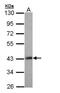 LIM Homeobox 8 antibody, NBP1-32840, Novus Biologicals, Western Blot image 