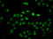 Histone H2B type 1-C/E/F/G/I antibody, orb516360, Biorbyt, Immunofluorescence image 