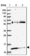 Mitochondrial Ribosomal Protein L57 antibody, NBP1-90898, Novus Biologicals, Western Blot image 