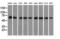 Peroxisomal targeting signal 1 receptor antibody, M02406, Boster Biological Technology, Western Blot image 