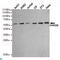 RAD23 Homolog B, Nucleotide Excision Repair Protein antibody, LS-C812991, Lifespan Biosciences, Western Blot image 