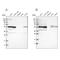 SMU1 DNA Replication Regulator And Spliceosomal Factor antibody, PA5-54062, Invitrogen Antibodies, Western Blot image 