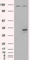 ELF3 antibody, 45-527, ProSci, Western Blot image 