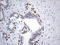 Forkhead Box P1 antibody, UM800134, Origene, Immunohistochemistry frozen image 