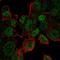 Ubiquitin Conjugating Enzyme E2 V1 antibody, HPA052535, Atlas Antibodies, Immunofluorescence image 