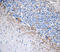 Neurofilament H & M (NF-H/NF-M), Phospho antibody, 835704, BioLegend, Western Blot image 