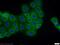 Cingulin antibody, 21369-1-AP, Proteintech Group, Immunofluorescence image 