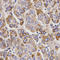 GNT1 antibody, LS-C331616, Lifespan Biosciences, Immunohistochemistry frozen image 