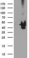 Potassium Voltage-Gated Channel Subfamily A Member Regulatory Beta Subunit 1 antibody, CF503968, Origene, Western Blot image 