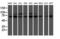 LIM Domain Kinase 1 antibody, M01323, Boster Biological Technology, Western Blot image 