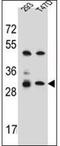 Olfactory Receptor Family 4 Subfamily P Member 4 antibody, AP53066PU-N, Origene, Western Blot image 