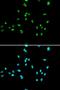 Nuclear Receptor Subfamily 5 Group A Member 2 antibody, LS-C334273, Lifespan Biosciences, Immunofluorescence image 