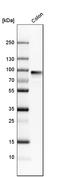Polymeric immunoglobulin receptor antibody, HPA012012, Atlas Antibodies, Western Blot image 