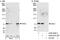 G Protein Nucleolar 1 (Putative) antibody, A302-247A, Bethyl Labs, Immunoprecipitation image 