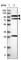 Tripartite Motif Containing 37 antibody, HPA021911, Atlas Antibodies, Western Blot image 