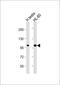 Sentrin-specific protease 6 antibody, 56-399, ProSci, Western Blot image 