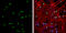 Oligodendrocyte Transcription Factor 2 antibody, GTX132732, GeneTex, Immunocytochemistry image 