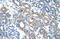 Radical S-adenosyl methionine domain-containing protein 2 antibody, 29-793, ProSci, Immunohistochemistry frozen image 