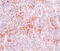 Bifunctional Apoptosis Regulator antibody, 5591, ProSci Inc, Immunohistochemistry frozen image 