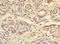 Tetraspanin 4 antibody, LS-C676657, Lifespan Biosciences, Immunohistochemistry paraffin image 