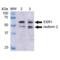 Estrogen Receptor 1 antibody, SPC-708D-A700, StressMarq, Western Blot image 