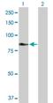 Complement C2 antibody, H00000717-D01P, Novus Biologicals, Western Blot image 