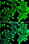 Purinergic Receptor P2X 2 antibody, orb247789, Biorbyt, Immunofluorescence image 
