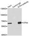 Serine/threonine-protein kinase 4 antibody, orb373926, Biorbyt, Immunoprecipitation image 