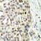 E2F Transcription Factor 6 antibody, LS-C746823, Lifespan Biosciences, Immunohistochemistry frozen image 